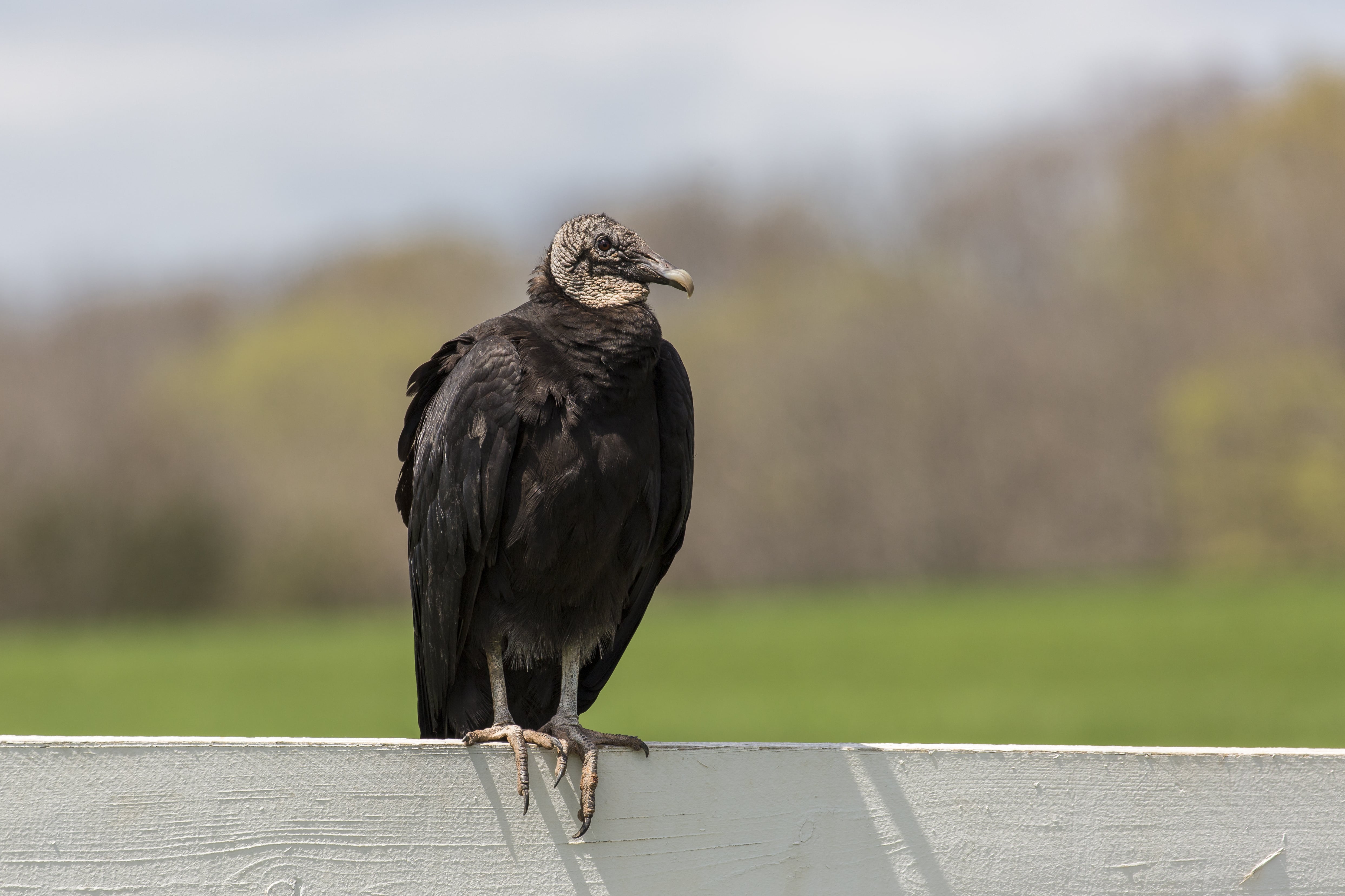 Nuisance Species: Black Vulture  Ohio Department of Natural Resources