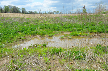 Wetland permits