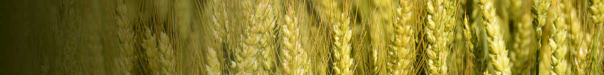 wheat wheat