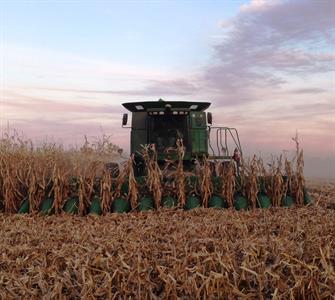 Combine harvesting corn Combine harvesting corn