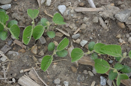 Dicamba-soybeans