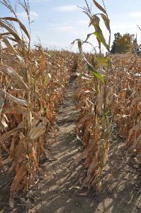 Corn near harvest Corn near harvest