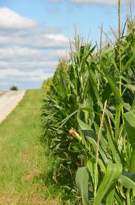 Green corn