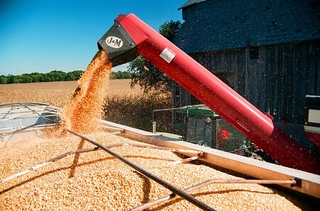Auger conveyor moving grain to a semi