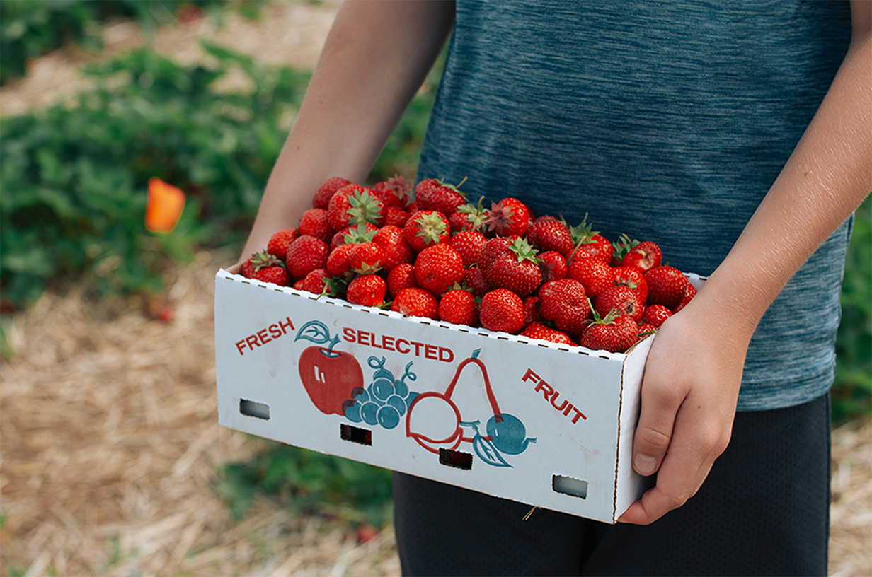 A carton of freshly picked strawberries being held in a strawberry field.