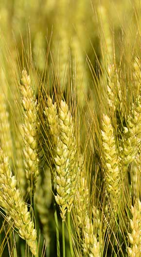 wheat wheat