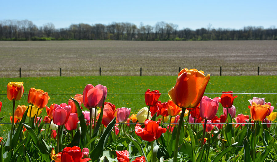 The Voice of Indiana Agriculture_Spring 2019 The Voice of Indiana Agriculture_Spring 2019