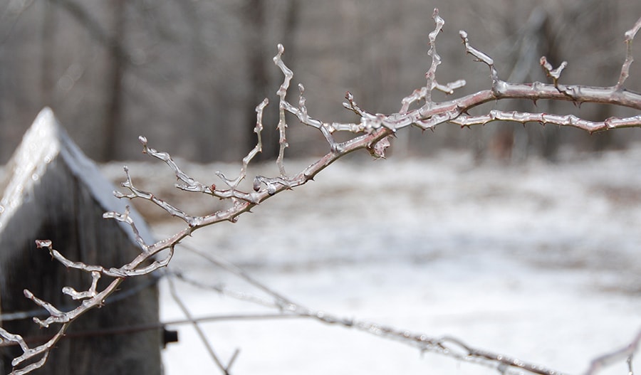 The Voice of Indiana Agriculture_Winter 2019 The Voice of Indiana Agriculture_Winter 2019