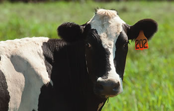 Livestock Experts Livestock Experts