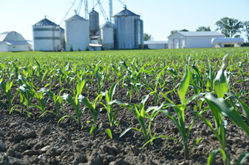 Corn field_Syngenta settlement