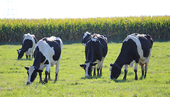 dairy cattle grazing