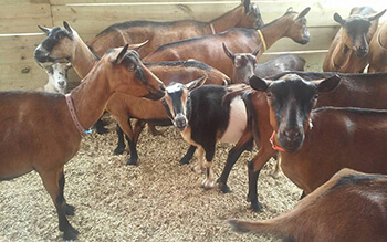 Goats_County Ag Program Grants