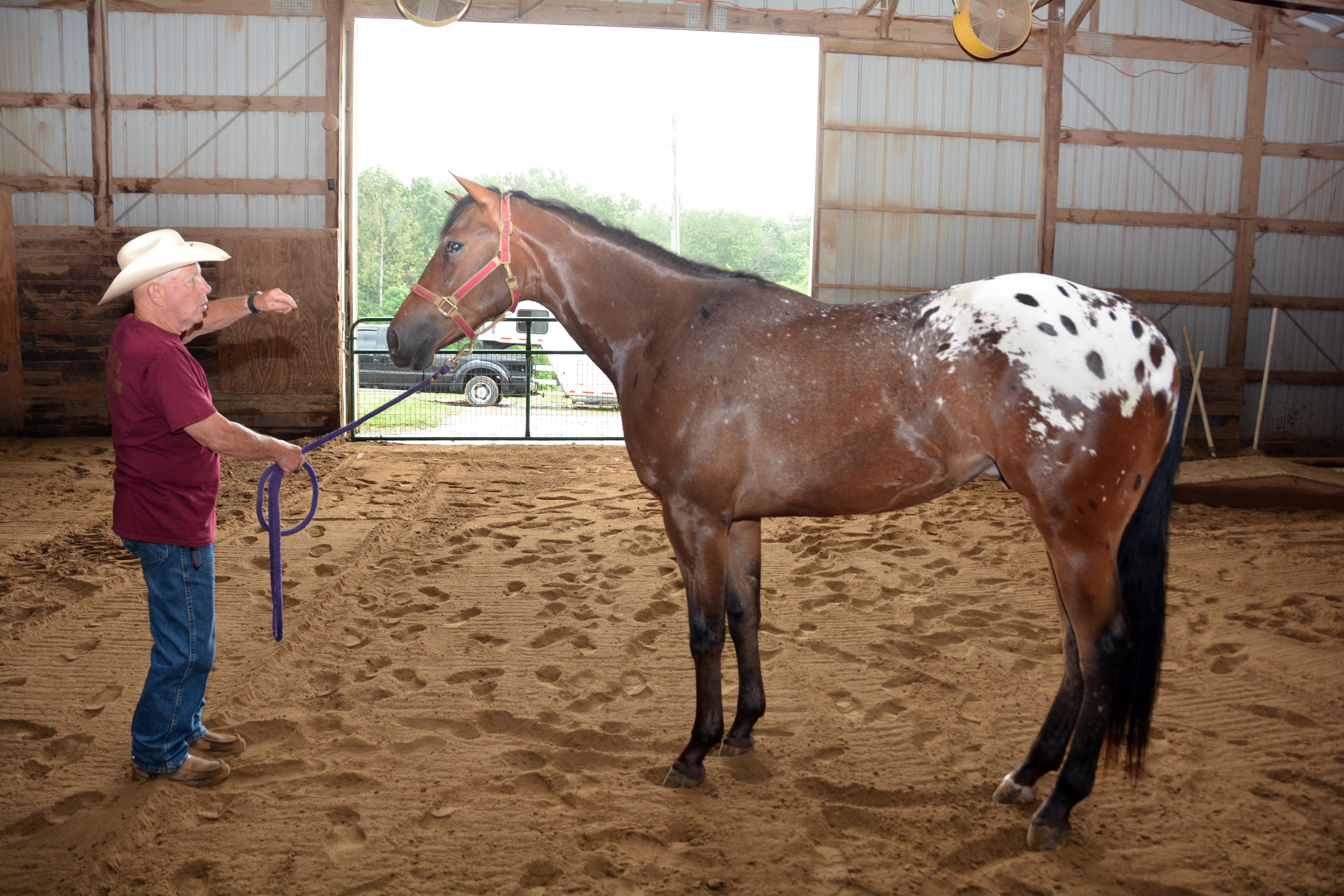 Spotting the Difference: There is more to Appaloosa horses than their coats