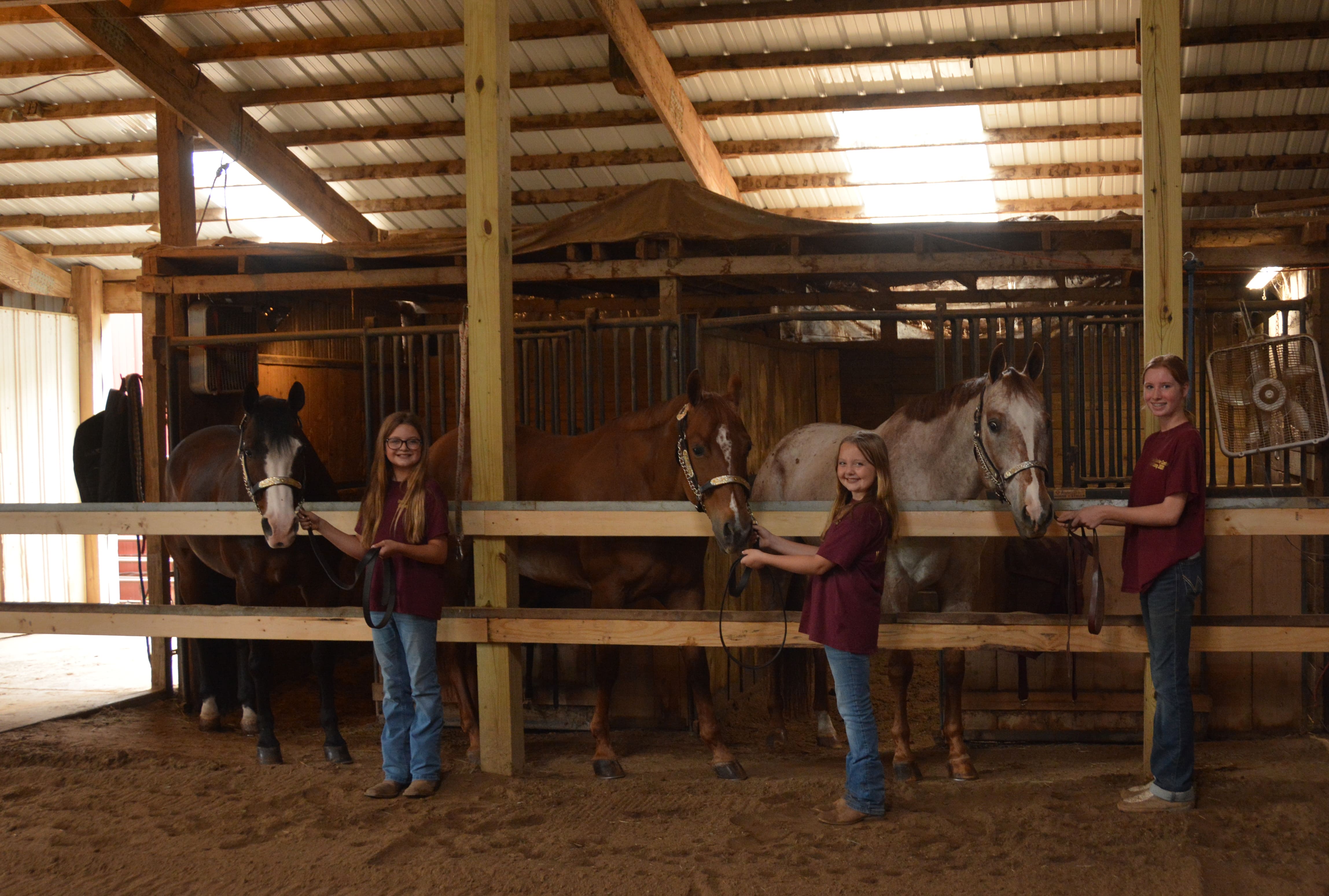 Spotting the Difference: There is more to Appaloosa horses than their coats