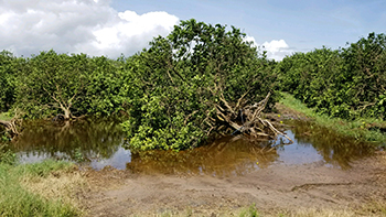 Ag disasters-_Florida Farm Bureau2