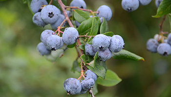 Blueberries