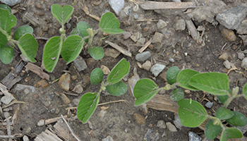 Dicamba-soybeans