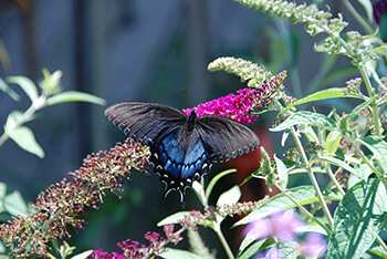 Greensburg School_Purple Plow_Butterfly on Butterfly Bush