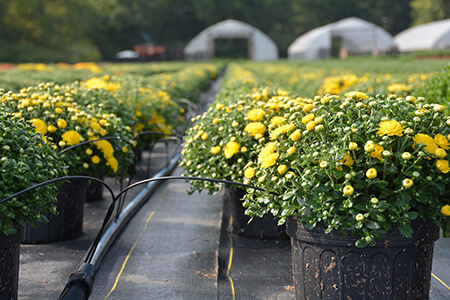 Mums_HB Farms and Greenhouse_0009