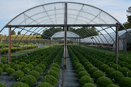 Mums3-HB Farms_0046