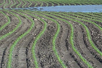 Prevented planting-New corn