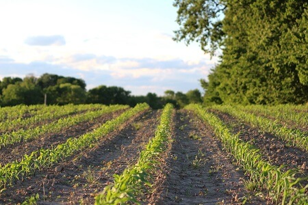 Session wrap-taxes-corn6