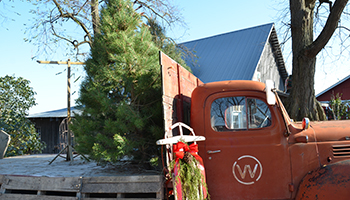 Christmas Trees_Truck