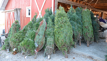 Christmas Trees_Cut Trees