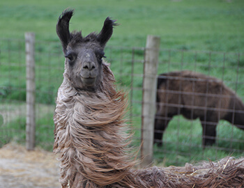 INFB Member Videos_Mark Smith Farms_Llama