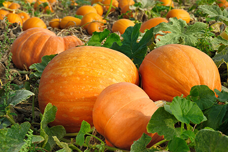 Pumpkin patch-Depositphotos_6011021