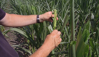 Seed Corn_Close Up