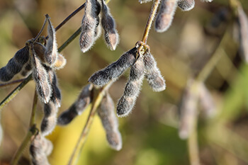 Soybeans_County Ag Program Grants