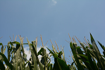 Syngenta deadline_corn and sky