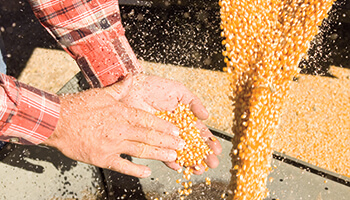 Syngenta_Corn Kernels and Farmer Hands